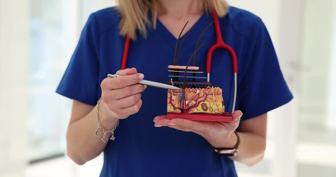 Female trichologist doctor holds a plastic model of skin structure