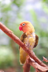 Little lovebird sitting on a tree branch 