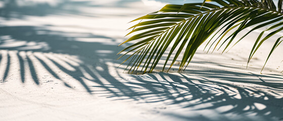 Shadows of Palm Leaves on a Clean White Sand Beach.
