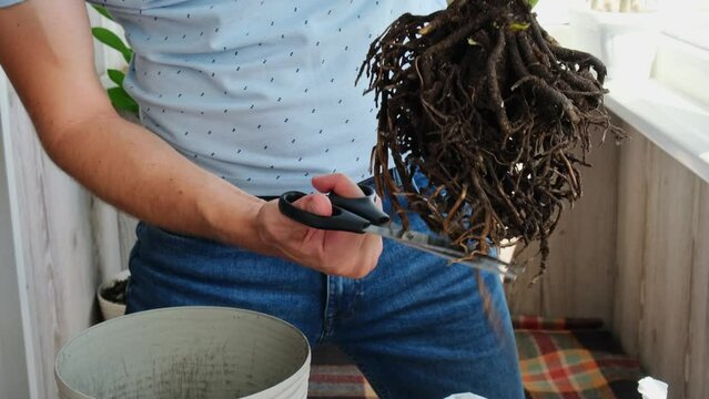 Man gardener hands transplant zamioculcas house plant in pot. Cleaning roots Concept of home gardening and planting flowers in pot. Taking care of home plants. Spring replanting. Money tree