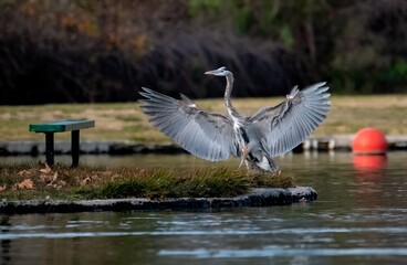 Great blue heron with wings wide open landing near a large red ball and a bench in a local park
