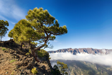 Pico Bejenado as the southern boundary of the Caldera de Taburiente on the island of La Palma...
