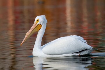 White pelican up close swimming peacefully on a lake with a breeding state bump on the bill