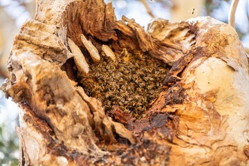 bee hive in a red gum tree hollow on a farm in australia. native bee hive in summer