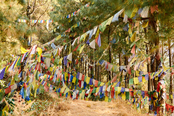 Colorful Tibetan prayer flags flutter in wind in green Kathmandu forest symbolizing serene ambiance...