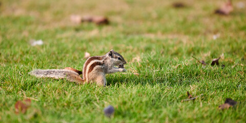 Charming little chipmunk sitting on green grass lawn and eats nuts, fluffy tailed tiny park dweller with small paws symbolizes simple joys and abundance of wild nature