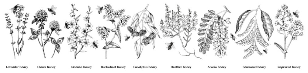 Most popular honey plants set - 717474138