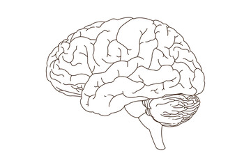 Human brain, line art vector illustration. side view of brain with cerebrum, brainstem and cerebellum to study anatomy, neurology. eps 10 - obrazy, fototapety, plakaty