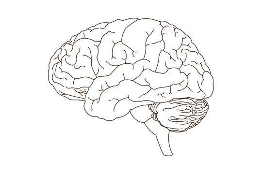 Human brain, line art vector illustration. side view of brain with cerebrum, brainstem and cerebellum to study anatomy, neurology. eps 10
