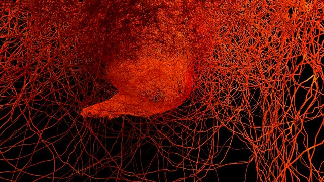 Human arterial and venous circulatory system, Medically accurate animation of Vains and arteries growth, blood vessels, Red capillaries network, 3d render