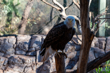 Bald Eagle