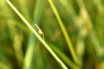 A mosquito sits on the grass.