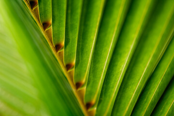 Belize island South Water Caye. Palm leaf