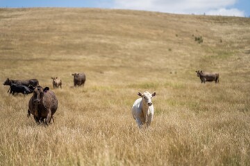 herd of cattle in an agriculture farming landscape in a hot dry summer on a farm in australia