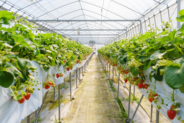 イチゴを栽培するビニールハウス　農園　いちご狩り