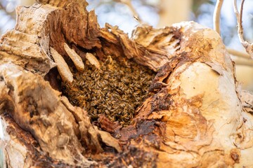 bee hive in a red gum tree hollow on a farm in australia. native bee hive in summer