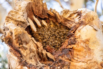 bee hive in a red gum tree hollow on a farm in australia. native bee hive in summer