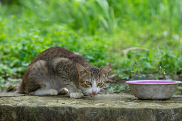 A cat is looking at me. Portrait of dog by plants, Close-up of a cat resting under blanket
Close-up of cat sleeping, Cat peeping through hole in wall.
High angle view of cats relaxing on footpath,