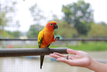 Close-up hand holding sunflower seeds feeding macaw bird animal in zoo.