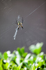 Spider on a web