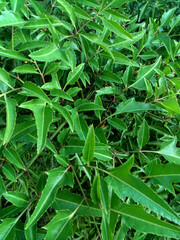 green leaves background