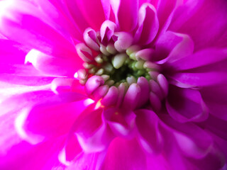 The image captures the vibrant core of a chrysanthemum, bathed in rich magenta hues. The petals unfurl around the center, creating a natural amphitheater that draws the eye inward to the delicate