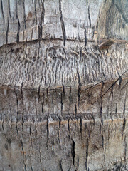 bark of a tree