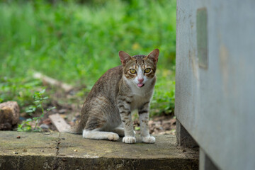 High angle view of a british cat looking at camera.
A cat is looking at me. Portrait of dog by plants, Close-up of a cat resting under blanket
Close-up of cat sleeping, Cat peeping through hole 
