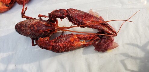 lobster on a wooden background