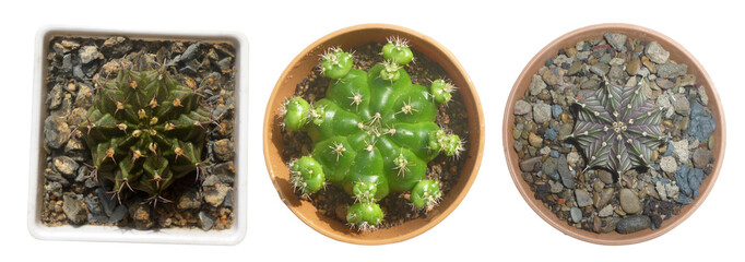 Chin cactus - Gymnocalycium anisitsii, Gymnocalycium mihanovichii isolated on white 
