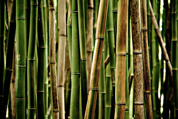 Bamboo Forest - Maui