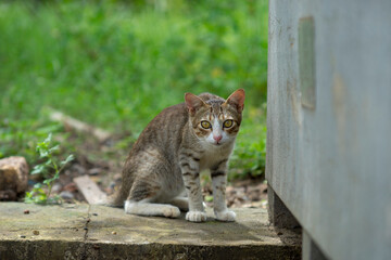 Close-up of cat on blanket, Cat sitting at doorway, High angle view of a british cat looking at camera.
A cat is looking at me. Portrait of dog by plants, Close-up of a cat resting under blanket