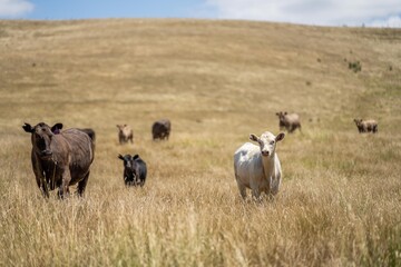 cows and calfs grazing on dry tall grass on a hill in summer in australia. beautiful fat herd of...