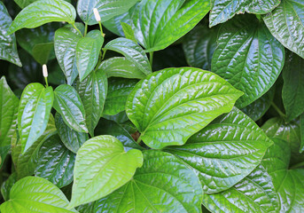 Green herb betel leaf or Chaplu leaves. Herb in Thailand. - obrazy, fototapety, plakaty