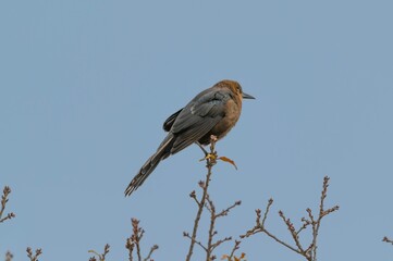 A Female Great Tailed Grackle perches  in a tree in Centerville, Texas.