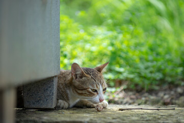 Close-up of cat on blanket, Cat sitting at doorway, High angle view of a british cat looking at camera.
A cat is looking at me. Portrait of dog by plants, Close-up of a cat resting under blanket
