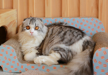 Portrait of cute Persian Scottish fold cat sitting in cat sofa and looking camera.