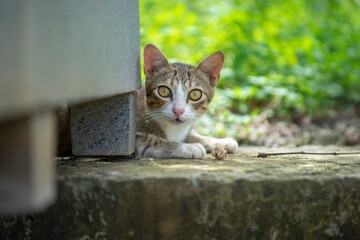 Obraz premium Hand feeding cat with meat indoors. Close-up of cat on blanket. The cat is walking in the garden. Cat sitting on window of building.