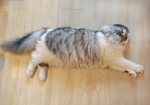 Portrait of cute Persian Scottish fold cat lying on wood floor in house.