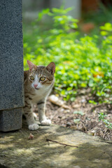 Hand feeding cat with meat indoors.
Close-up of cat on blanket.
The cat is walking in the garden.
Cat sitting on window of building.
