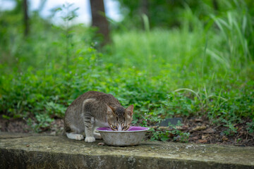 Close-up of hand stroking cat indoors.
Hand feeding cat with meat indoors.
Close-up of cat on blanket.
The cat is walking in the garden.
Cat sitting on window of building.