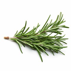 real photo, rosemary, on a white background