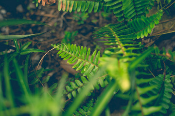  The dense foliage makes the mystery in the wild forests.
 The green leaves have dew drops on their stems, the sunlight sparkles behind the leaves