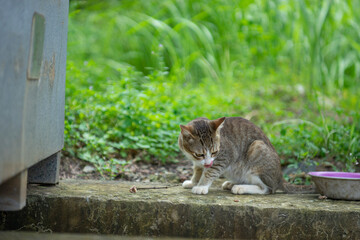 Fototapeta premium Close-up of hand stroking cat indoors. Hand feeding cat with meat indoors. Close-up of cat on blanket. The cat is walking in the garden. Cat sitting on window of building.