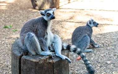 Portrait of a lemur in the zoo
