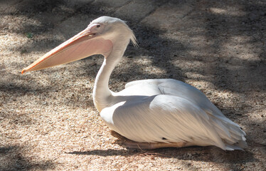 Portrait of a pelican in the zoo