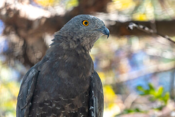 Portrait of a falcon in the zoo