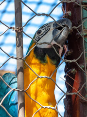 Parrot on a metal cage