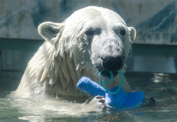 A polar bear swims in the pool