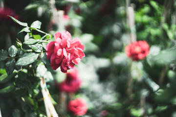 Midsection of woman holding rose outdoors.
Flower power, signs of peace, stop violence, peaceful protest symbol. One red rose in female hand on white background.